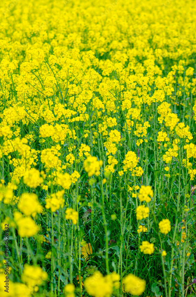 Obraz premium Bright mustard flowers growing in the countryside The Concept of Fertility