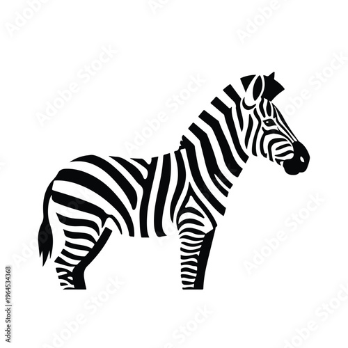 Black and white zebra standing isolated on plain background