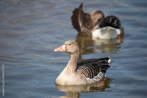 Charming Young Geese Exploring Calm Waters