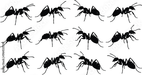 Ant silhouette collection featuring various insect poses like crawling and walking for nature and pest control flat vector illustration design.