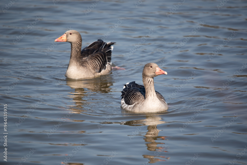 Fototapeta premium Fluffy Little Goose Swimming in Serenity