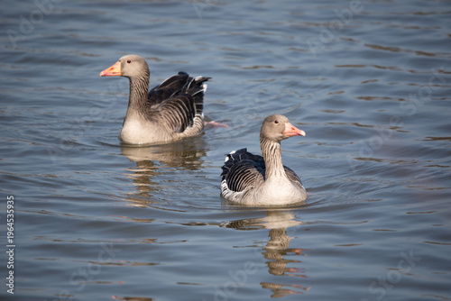 Fluffy Little Goose Swimming in Serenity