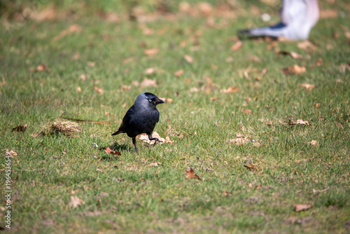 Black carrion crow standing on a green meadow