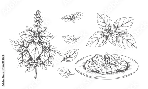 Black and white line of basil plant and garnished dish leaves herb stems