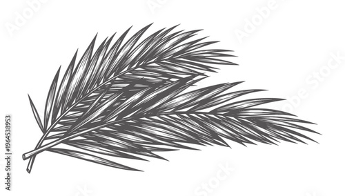 Black and white of a palm frond with elongated leaves