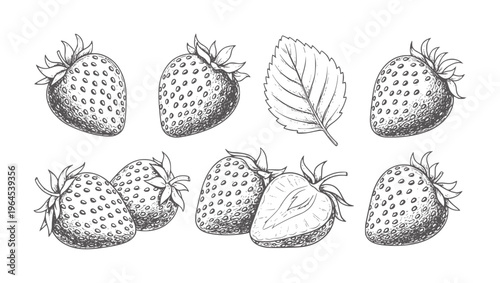 Hand drawn of fresh strawberries and a single leaf strawberry fruit food vintage