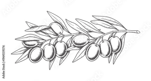 Hand drawn of olive branch with ripe olives and leaves fruit leaf vintage