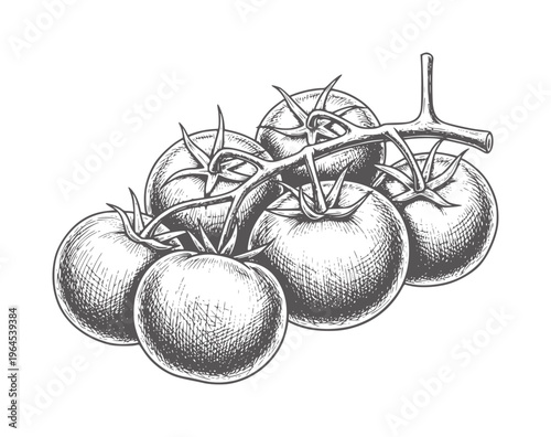 Hand drawn of ripe tomatoes a vine food fresh organic
