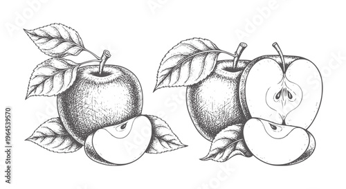 Of whole and halved apples with leaves and slices fruit vintage black white