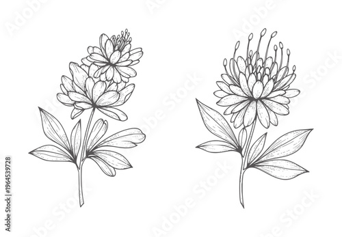 Two line of botanical flowers with leaves outline plant nature