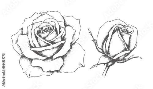 Two line roses one open and one bud white flower floral outline botanical