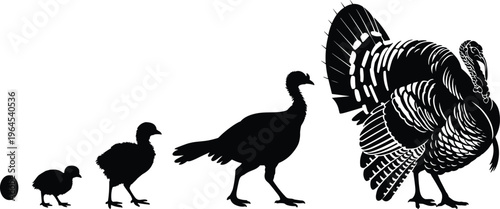Black turkey life cycle silhouette showing growth stages from egg to baby chick and young poult to full grown male tom with feathers.