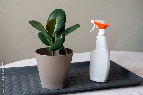 A healthy rubber plant sitting on a potting mat next to watering spray bottles.