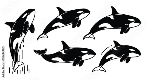 Set of Killer Whale Orca Cartoon Vector Illustrations - Various Poses of Marine Mammals Isolated on White Background