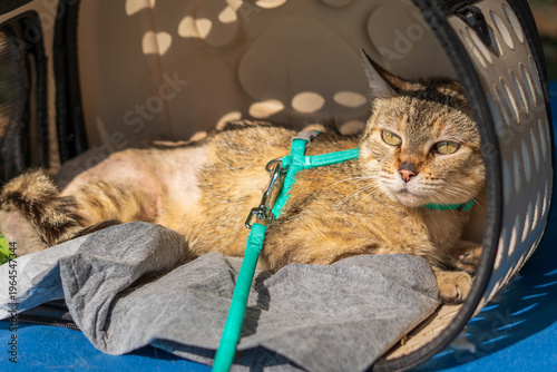 Quadro su tela Cat resting in pet carrier during park outing, wearing harness