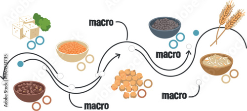 Macro nutrition infographic vector with protein, grains, legumes and dairy sources, balanced diet flow diagram and healthy food composition illustration