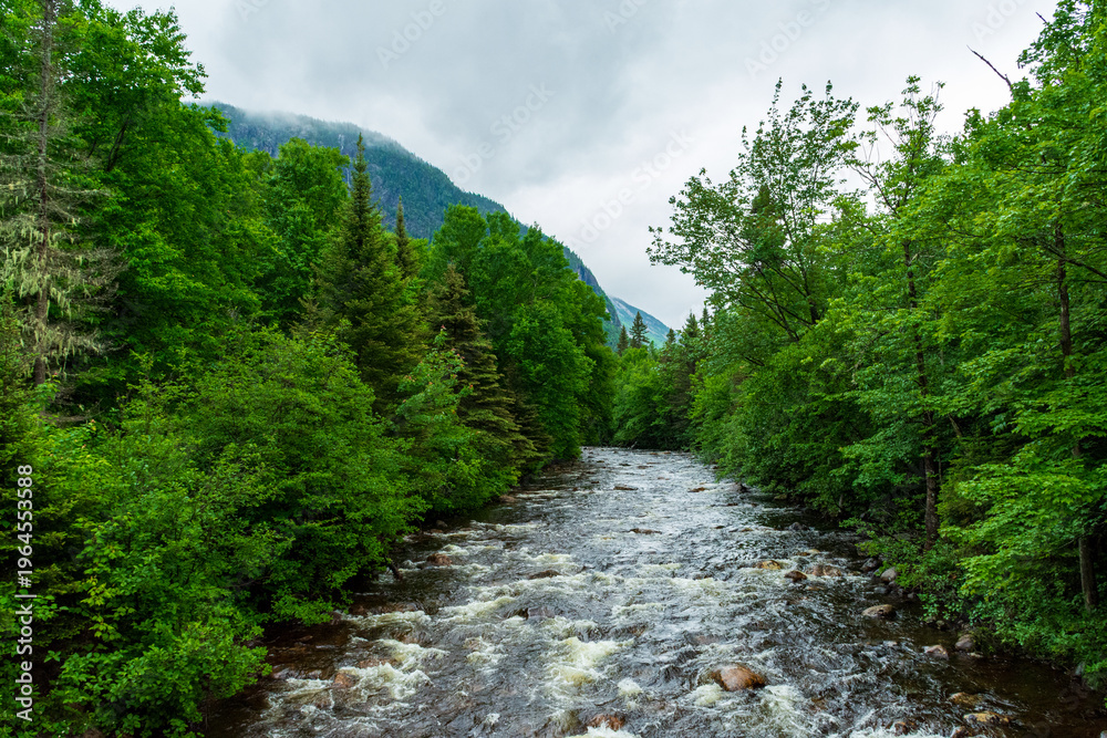 Fototapeta premium A river flowing between mountains covered in lush green forest on a beautiful summer day