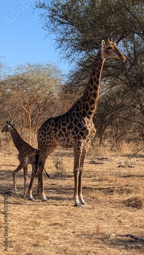 Sénégal, Réserve africaine, girafes