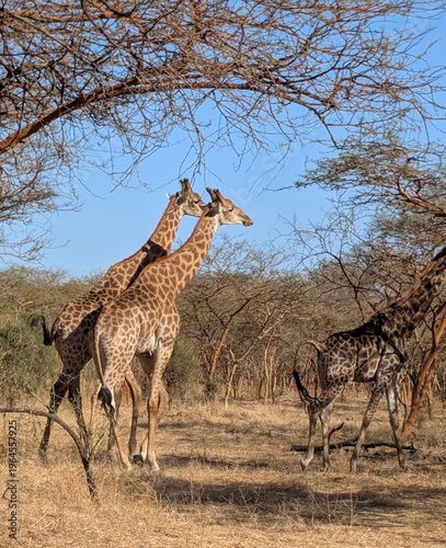 Sénégal, Réserve africaine, girafes