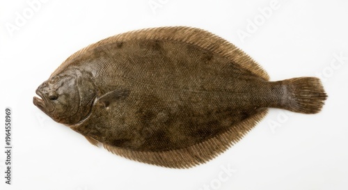 Flat sole fish isolated on white