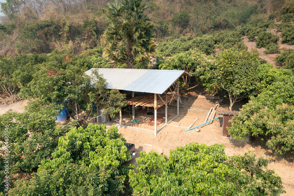 Obraz premium Serene countryside view, simple wooden structure under construction, lush green landscape with longan orchard and sloping hillside in background. Timber frame and metal sheet include.