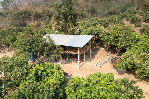 Serene countryside view, simple wooden structure under construction, lush green landscape with longan orchard and sloping hillside in background. Timber frame and metal sheet include.