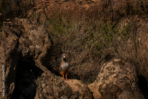 Tablou pe pânză A red-legged partridge in its natural habitat in Spain