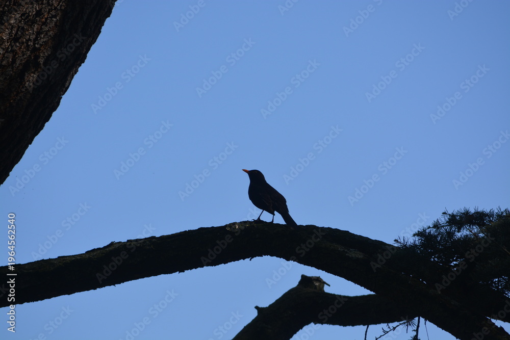 Fototapeta premium Bird shadow