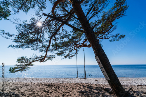 Leaning pine tree with a swing on a sandy beach overlooking the Baltic Sea