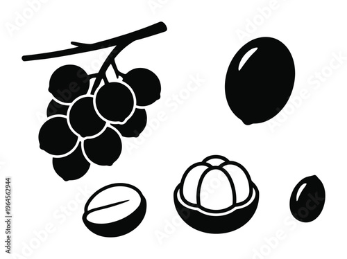 Branch with jaboticaba fruits, whole coffee bean, mangosteen fruit, and small seed