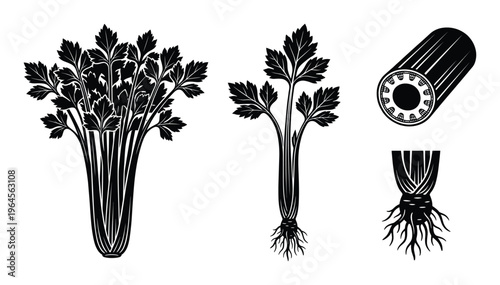 Celery stalks and leaves vector set including whole plant bundle sliced piece and root with sprouts