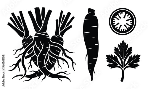 Burdock root vector illustration featuring bunch of tubers single root slice and leaf for medicine