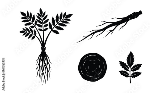Herbal medicine plant silhouette set featuring valerian root leaves and cross section botanical part