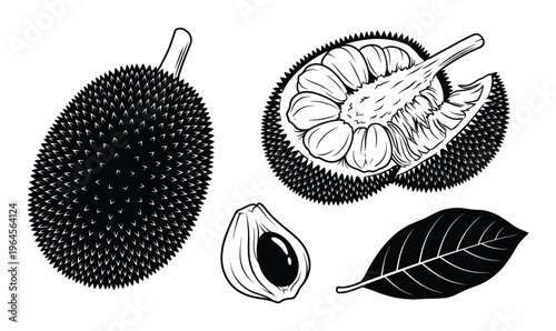 Jackfruit vector illustration set with whole spiked fruit open section showing pulp seed and a leaf