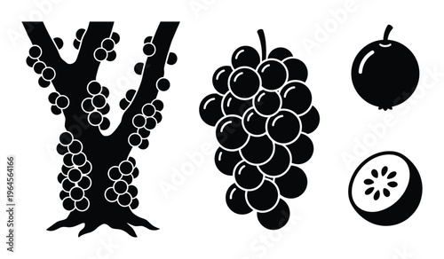 Jaboticaba fruits on tree trunk, fresh grapes bunch, whole and half of jabuticaba fruit