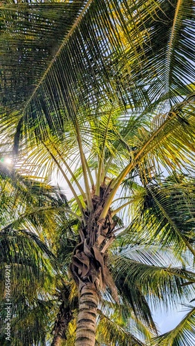 Sénégal, Palmiers