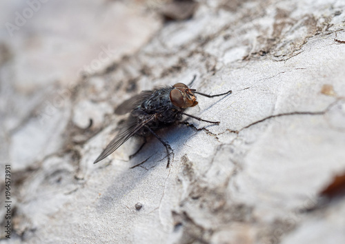 Tableau sur toile Blowfly (Calliphora sp