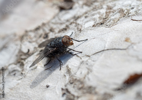 Tableau sur toile Blowfly (Calliphora sp