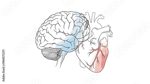 Brain heart