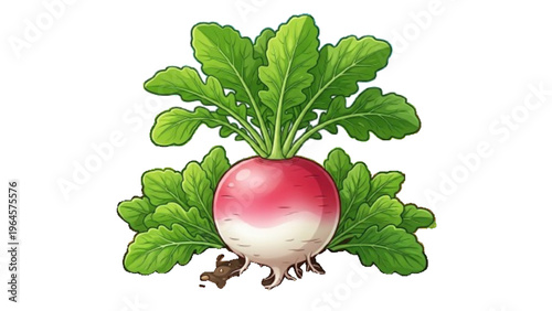 Large Organic Red Radish Root Vegetable