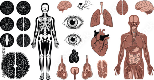 Human Anatomy Organs and Skeleton Set with Brain, Heart, Lungs and Body Systems Medical Vector Illustration Collection for Biology and Healthcare Education