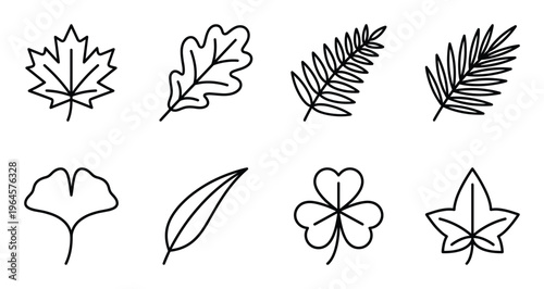 Autumn leaf line art set maple oak fern palm ginkgo birch clover ivy leaves.