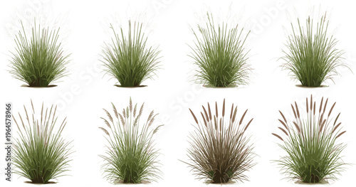 Set of realistic pampas grass and decorative garden weeds vector illustrations featuring various tall ornamental plants for landscape design outdoor architecture and botanical visualization projects.