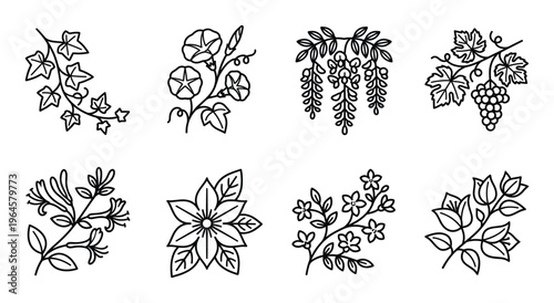 Botanical ornamental line art elements including ivy morning glory wisteria grape vine floral.