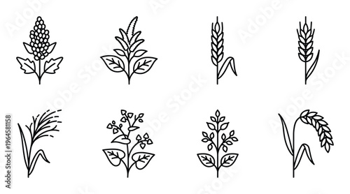 Cereal crops and grain icons set including quinoa amaranth wheat barley rice buckwheat and oat plant