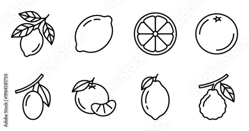 Collection of citrus fruits icons on transparent background, outline drawings