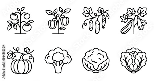 Collection of line art icons for garden vegetables and pumpkins, broccoli and lettuce
