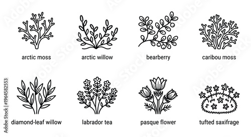 Eight arctic plant line illustrations with names: arctic moss, willow, bearberry, caribou moss, willow.