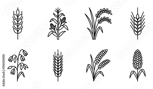 Line art icons of cereal grains, wheat, corn, rice, barley and oats on transparent background