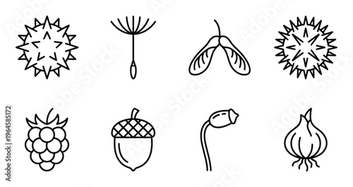 Seed and fruit dispersal collection featuring acorn raspberry chestnut dandelion and maple samara